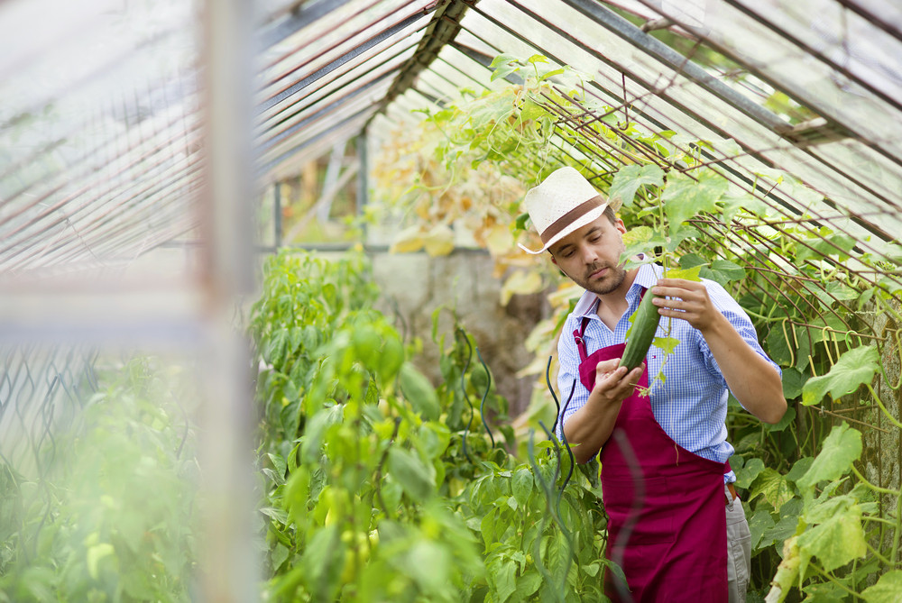 commercial greenhouses